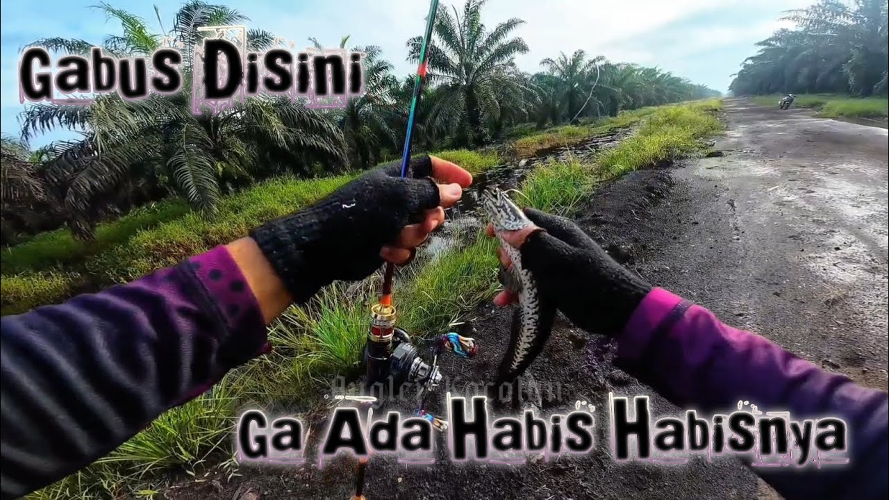 Cuma Satu Spot Kita Panen Ikan Gabus‼️