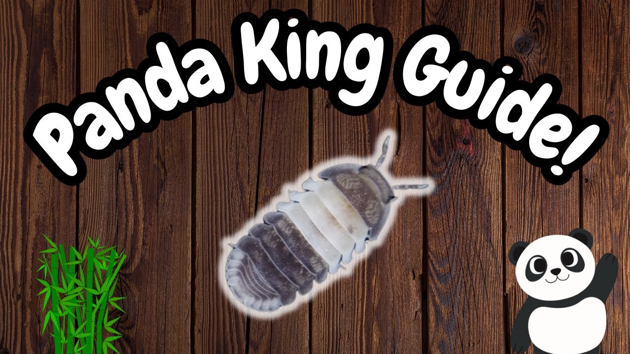Panda King Isopod Care Guide | Cubaris Guide | Spooderpods