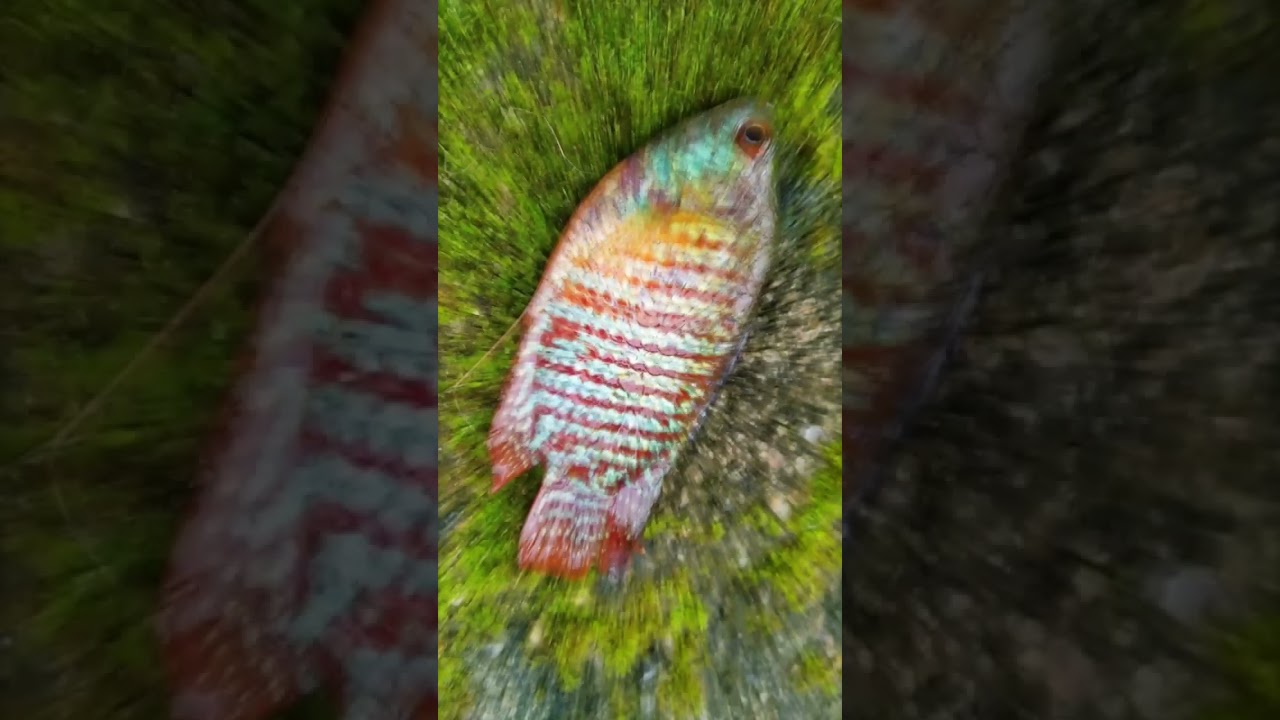different types of fish caught #baitfishing #angler #fisherman #fish #mural #snakehead