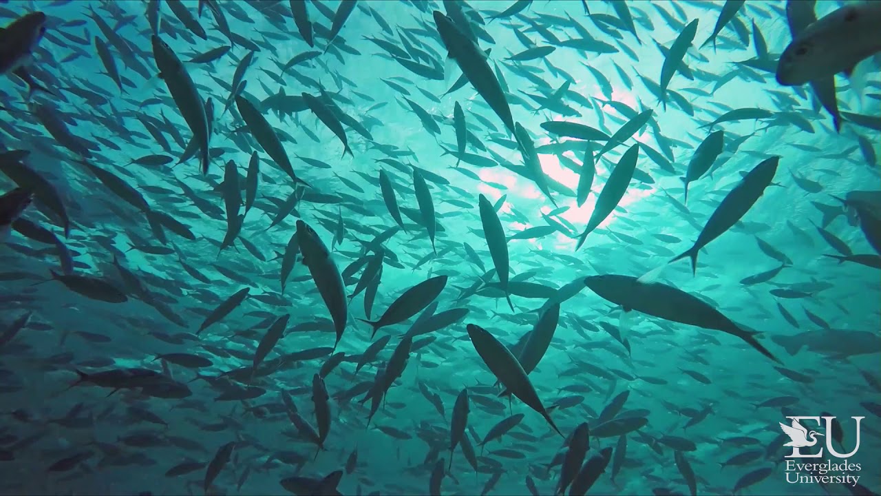 Everglades University &ndash; Marine Resources Management