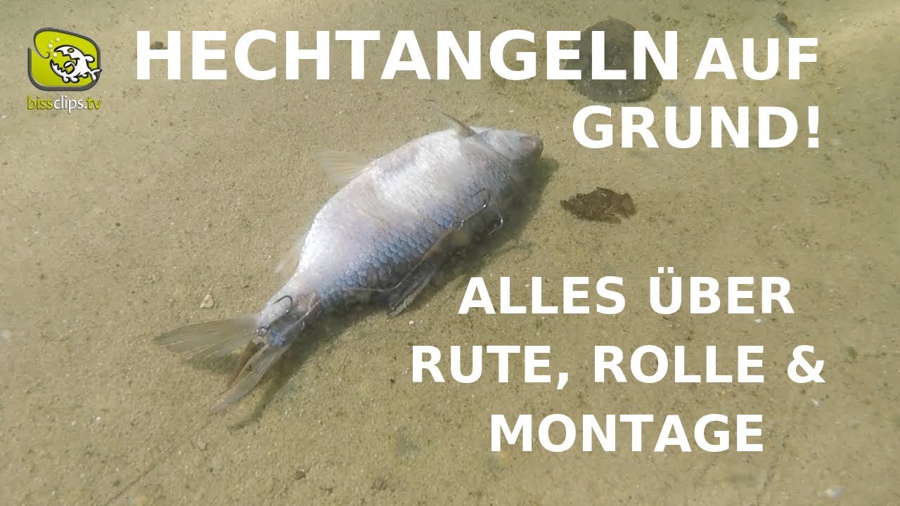 Hechtangeln auf Grund - alles &uuml;ber Rute, Rolle und Montage zum Grundangeln auf Hecht