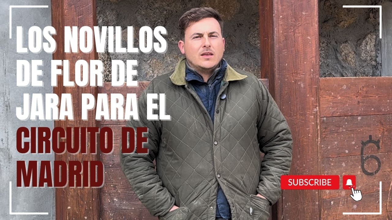 Los novillos de FLOR DE JARA para el Circuito de Madrid