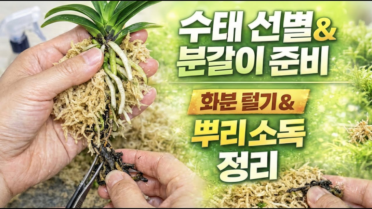 수태 정리 마지막 , 분갈이 전 정리와 소독