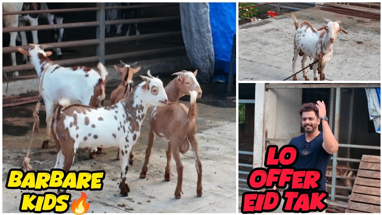 Quality Me Barbare Kids at KB Goat Farm Bhiwandi || Mortality Offer😱🔥|| Al Mehtab Goat Farm