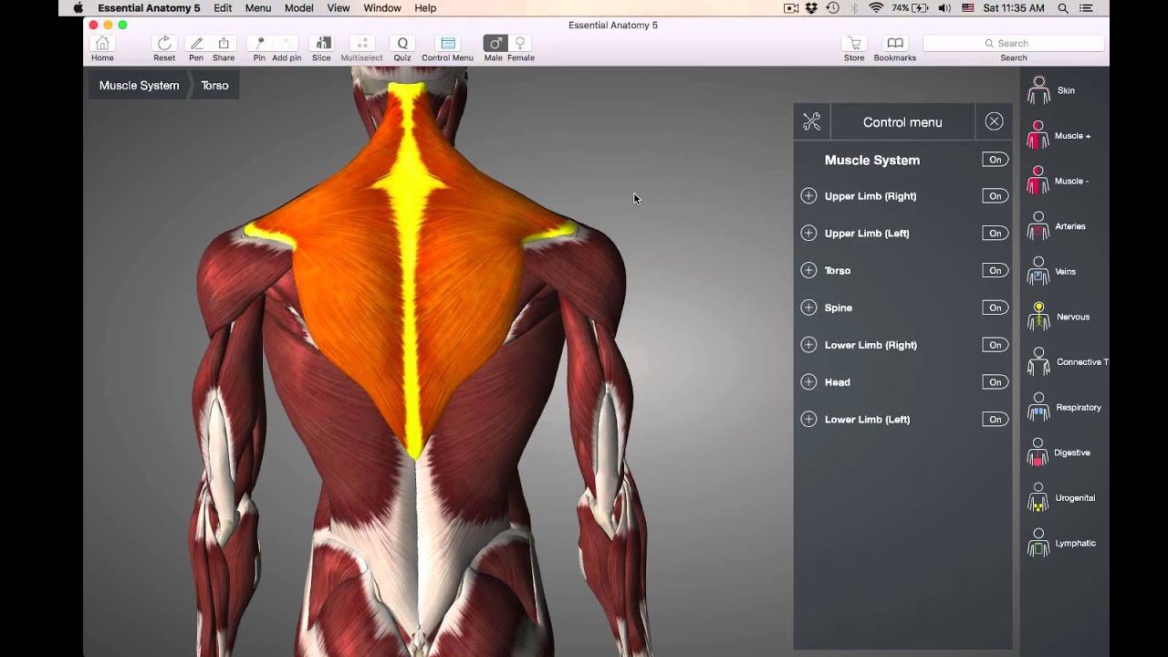 Muscle quiz 1 answers