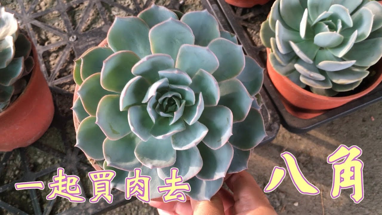 【一起買肉去】#12 4K 八角農園 buy succulents together part12