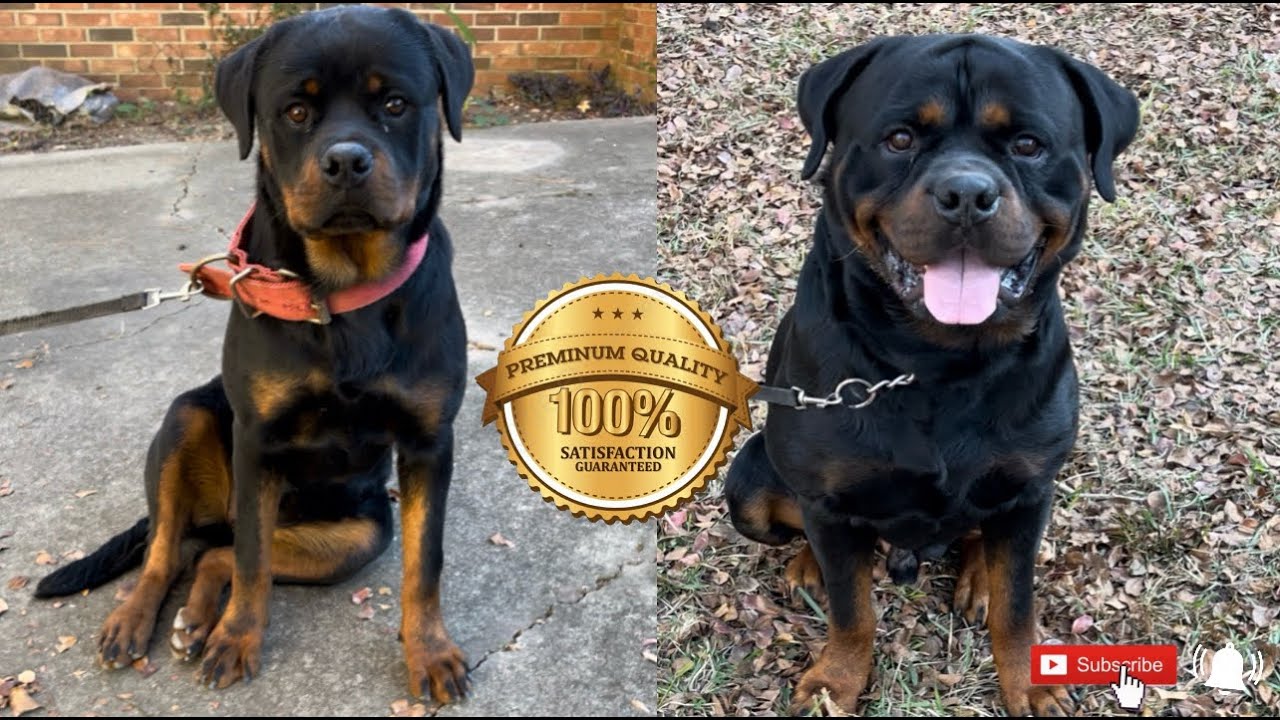 Showcase of top QUALITY Rottweilers✨‼️…(MillCoop Rottweiler Kennels)