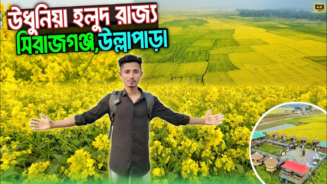 উধুনিয়া মিনি কক্সবাজার এখন সরিষার রাজ্য | কাসেম বিল | উল্লাপাড়া সিরাজগঞ্জ
