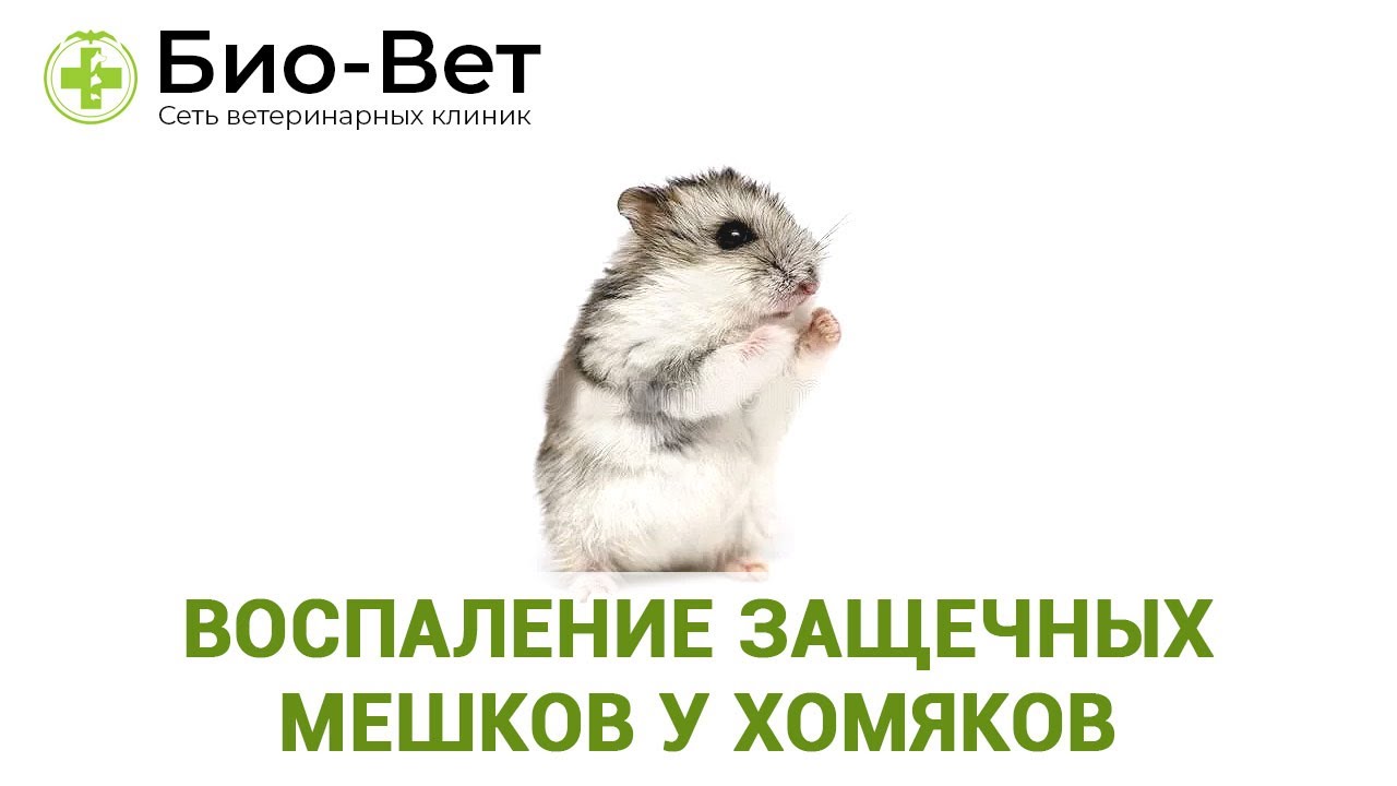 Воспаление Защечных Мешков у Хомяков 🐹 Причины и Лечение // Сеть Ветклиник БИО-ВЕТ