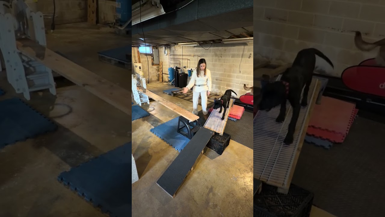 Sawyer doing agility... unbelievable for a pup not even 5 months old!!! Good job Alena :+)