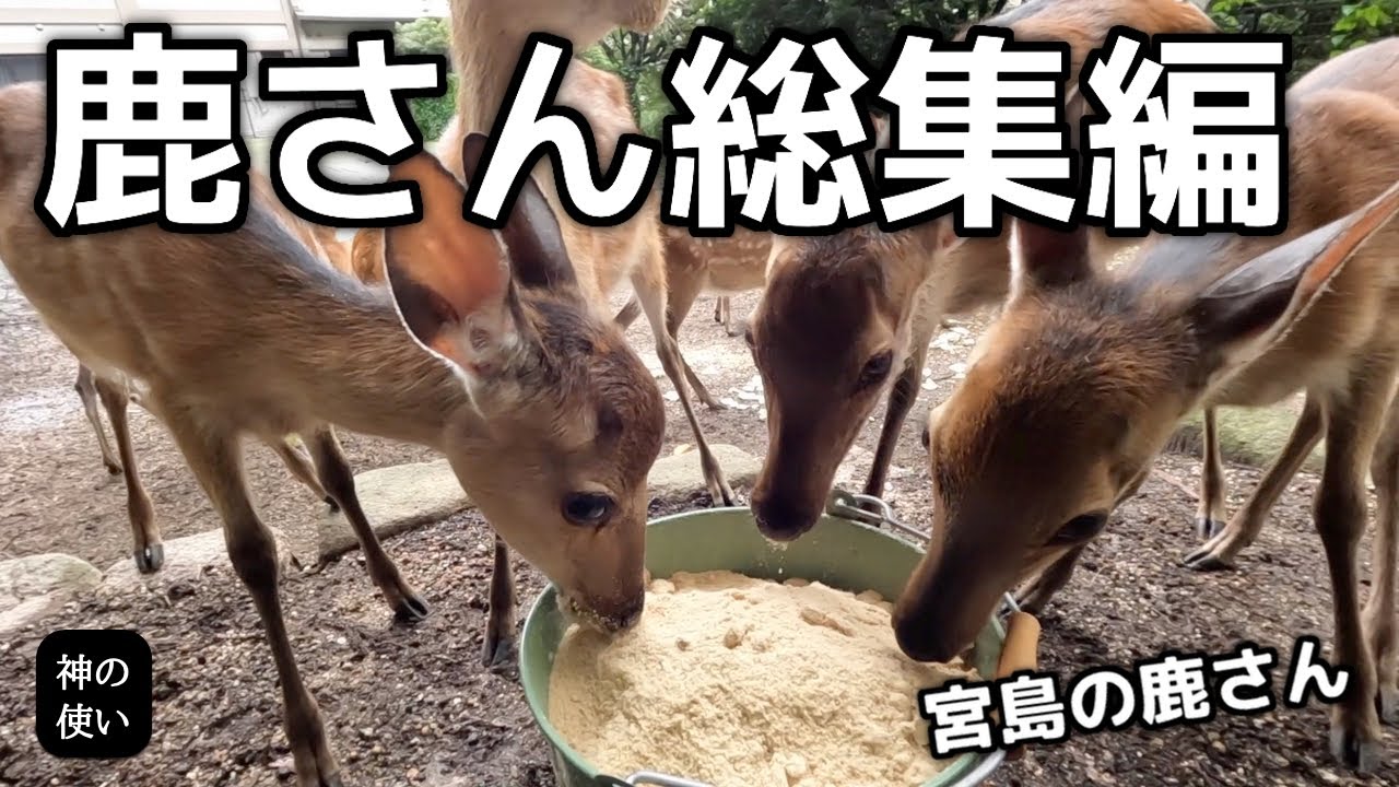 宮島の鹿さんへの給餌【総集編】