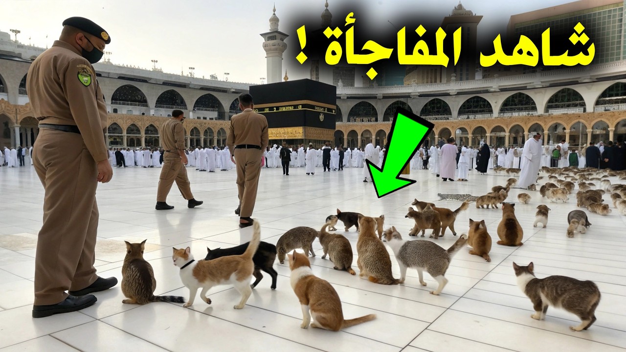 قطط تجلس أمام الكعبة لساعات… وعندما حاولوا إبعادها حدثت معجزة لم يجدوا لها تفسير! 😱