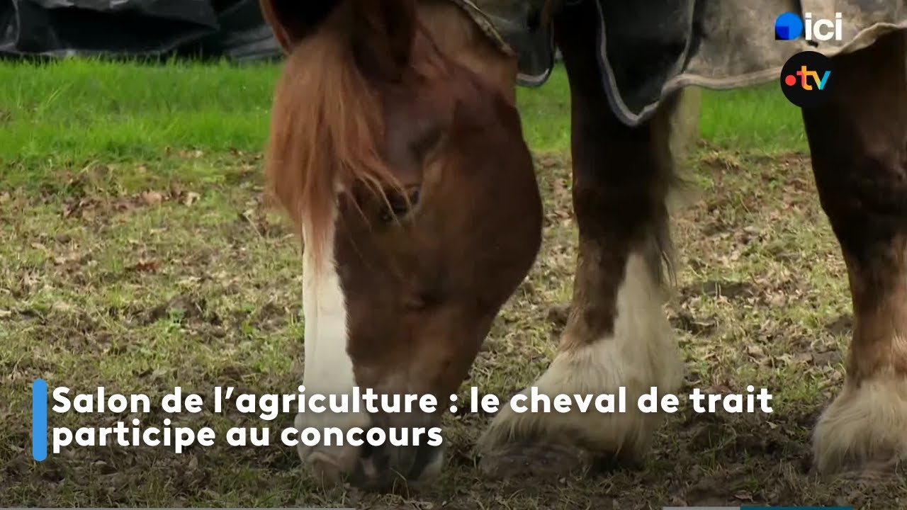 Cheval de Trait breton au salon de l'agriculture