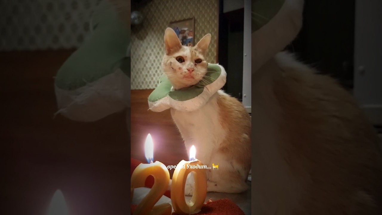 Средь шумного бала... #catlady #кошкамоя #кошкашмель