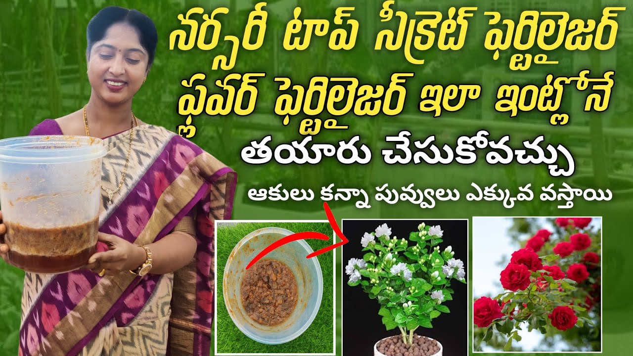 అన్ని మొక్కలకి ఒక్కటే మందు|| గుత్తులు గుత్తులుగా పువ్వులు పండ్లు||Nursery secret Fertilizer