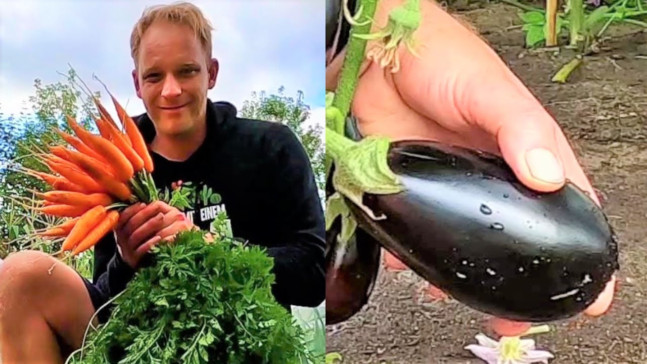 Garten im Juli 2022