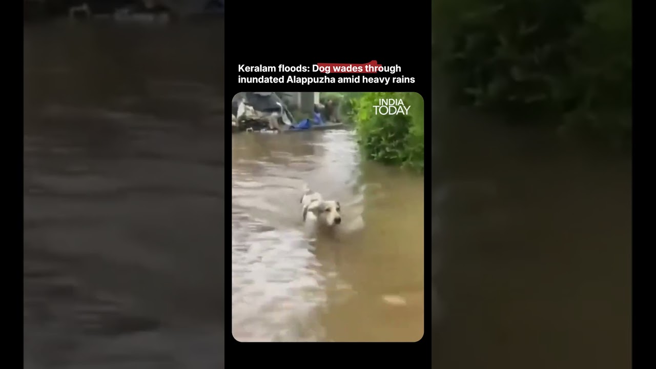 Dog Wades Through Floodwaters as Heavy Rain Inundates Keralam&rsquo;s Alappuzha | #kerala #flood #viral