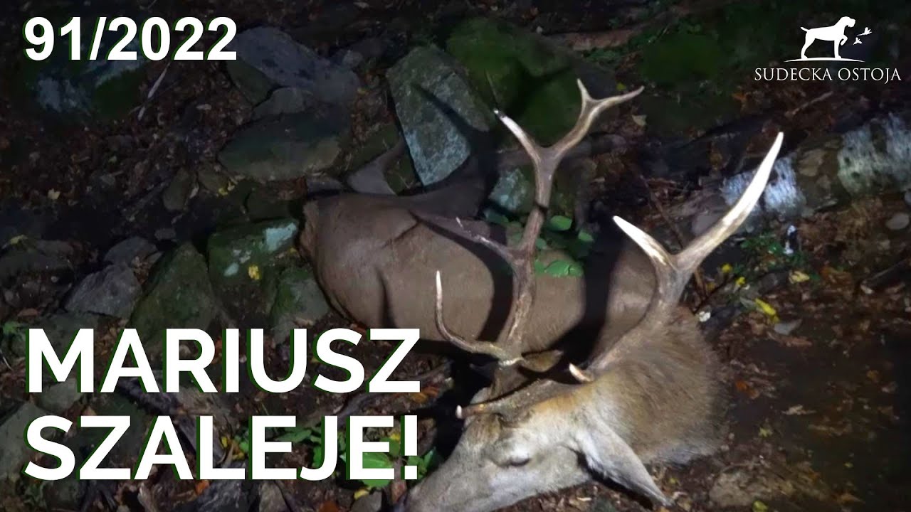 SUDECKA OSTOJA 91/2022 Mariusz szaleje! Jagd Deer deerhunting hunt chasse au cerf