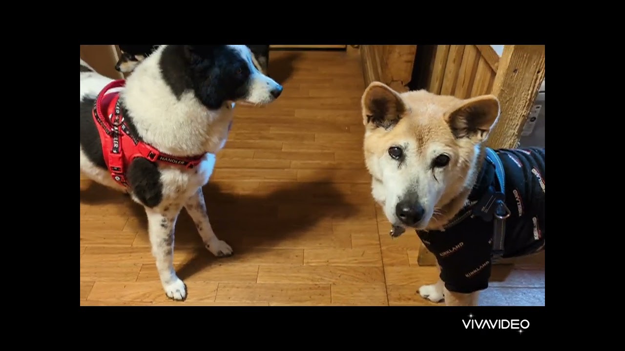 佐助くん　いらっしゃい