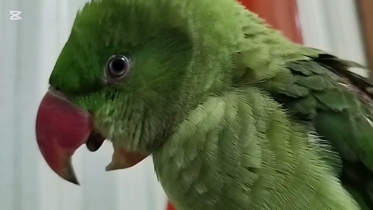Beautiful parrot 🦜 talking parrot 😍🦜
