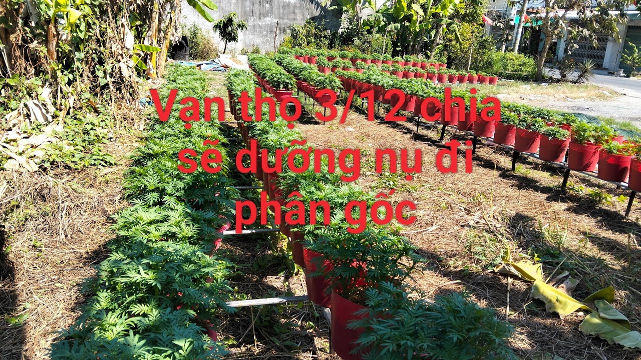 Chia sẽ dưỡng nụ vạn thọ đi phân gốc cho vạn thọ bị chậm nụ
