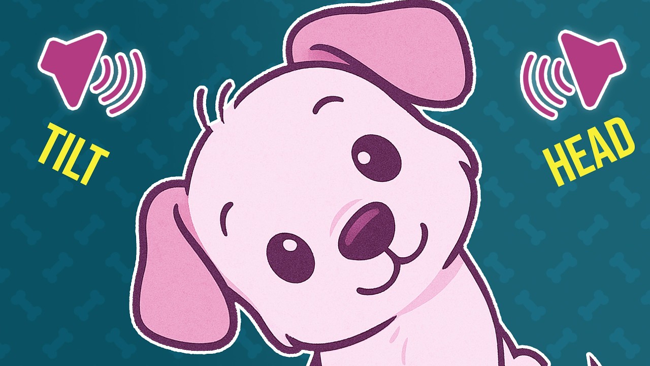 🔊 Sounds that Make Dogs Tilt Head (left and right) 🔊