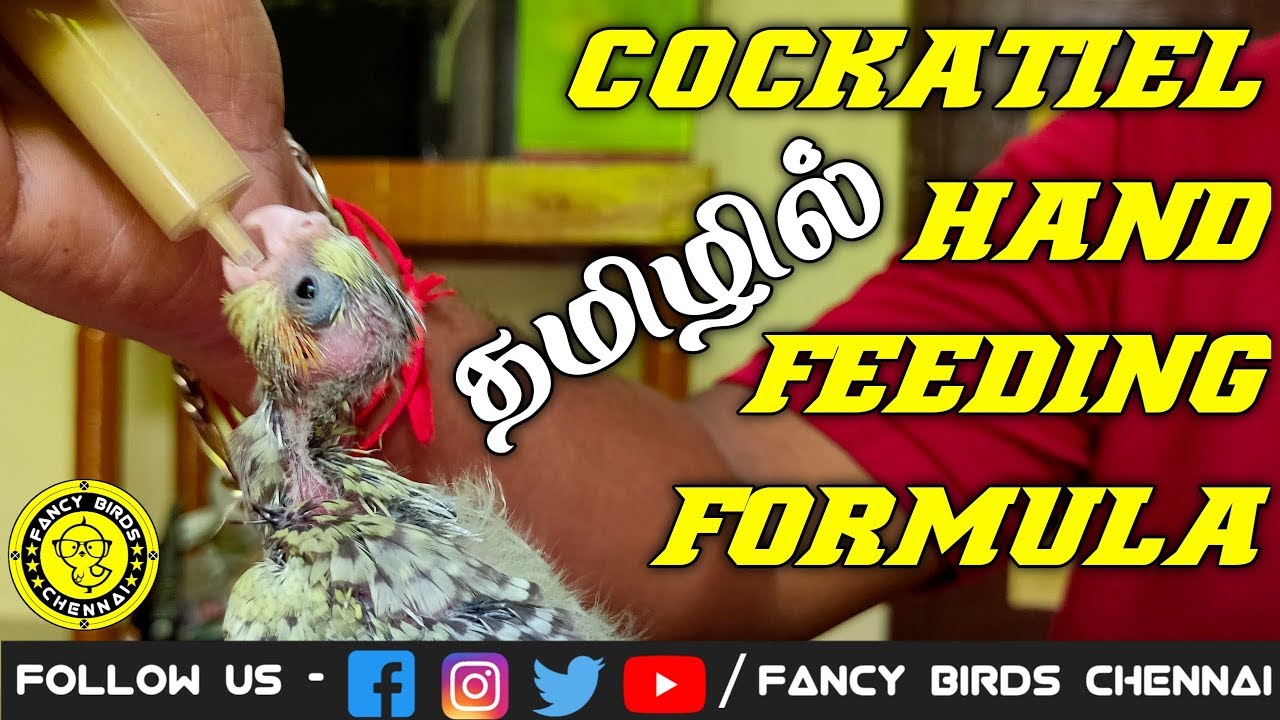 Cockatiel Chick Hand Feeding Formula | தமிழில் | fancy birds chennai
