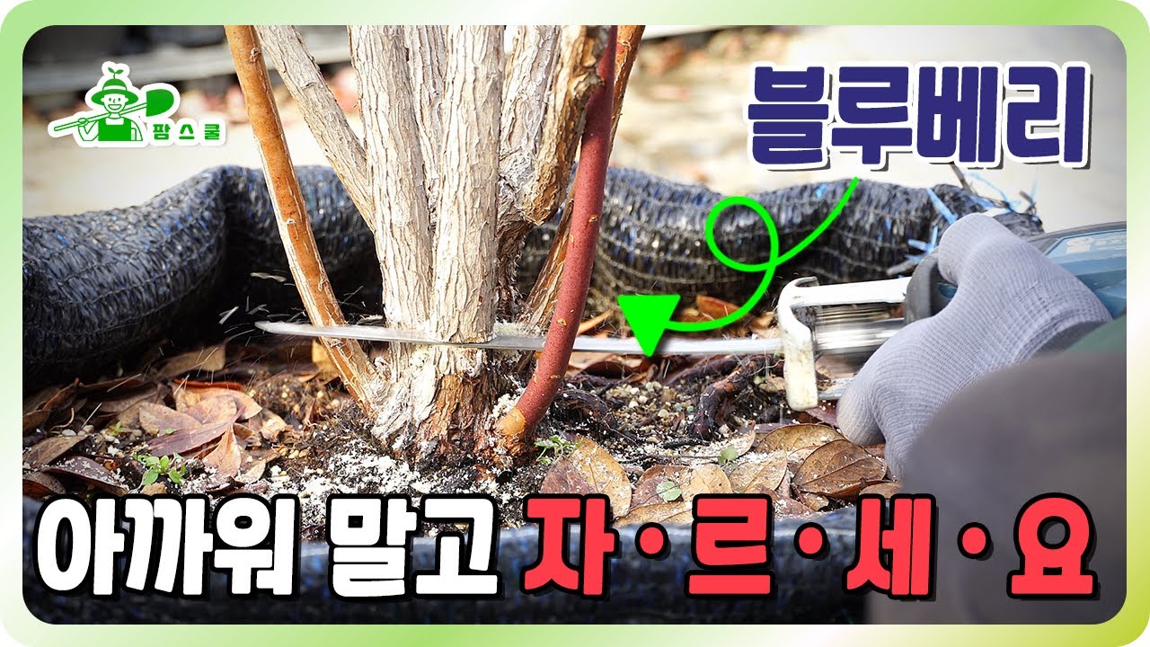 정지전정이 5년의 수확량을 좌우합니다 ㅣ 블루베리 정지전정의 모든것 ㅣ 과감하게 자르세요 ㅣ 순서부터 방법까지