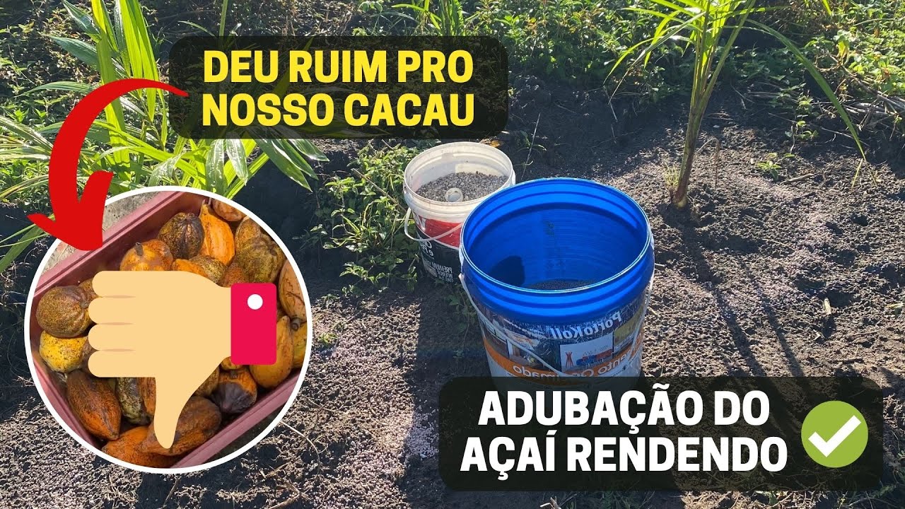 ADUBAÇÃO DO AÇAÍ, PROBLEMA COM CACAU E MAIS - VLOG DO AÇAÍ #01