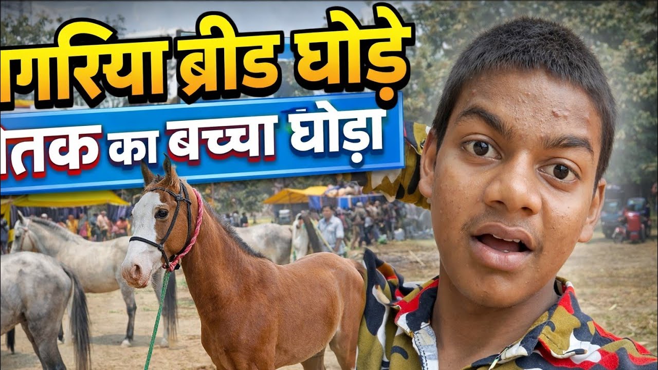 खबरिया नस्ल के घोडे चेतक का बच्चा घोडा  😱🐴 #trending #vlog #video #viral #content  #animals #youtube
