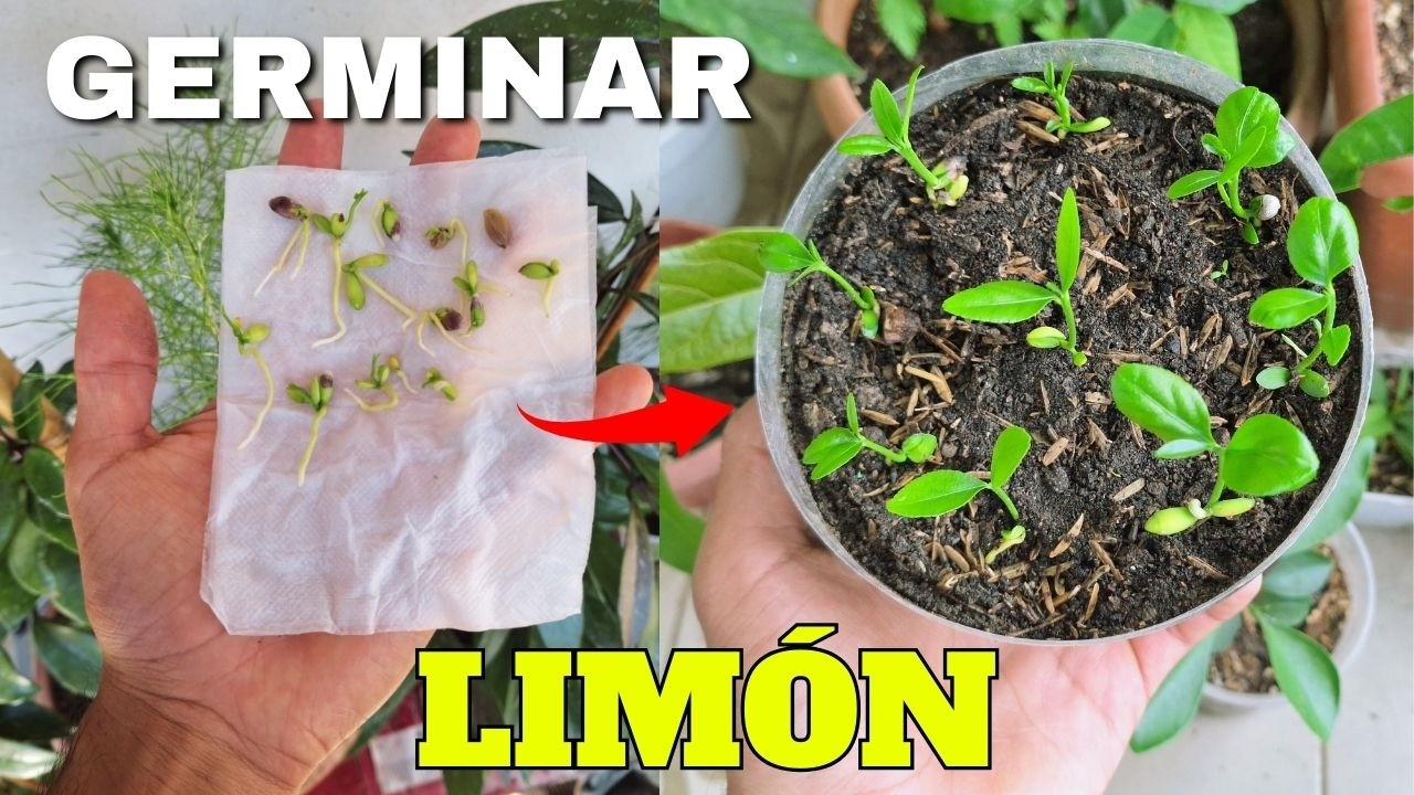 TRUCO infalible para GERMINAR semillas de LIM&Oacute;N mas R&Aacute;PIDO