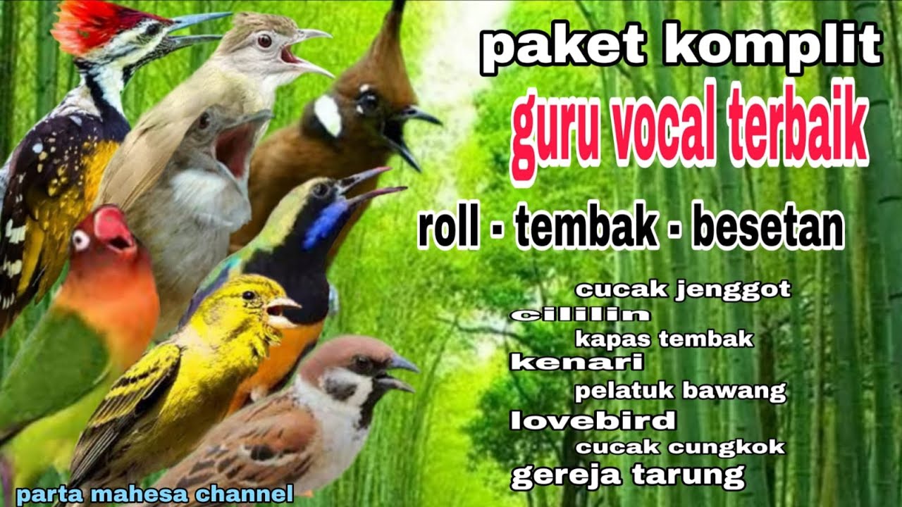 Masteran Kombinasi Full Isian Tembakan Mewah untuk Semua Burung Murai batu-Cucak ijo
