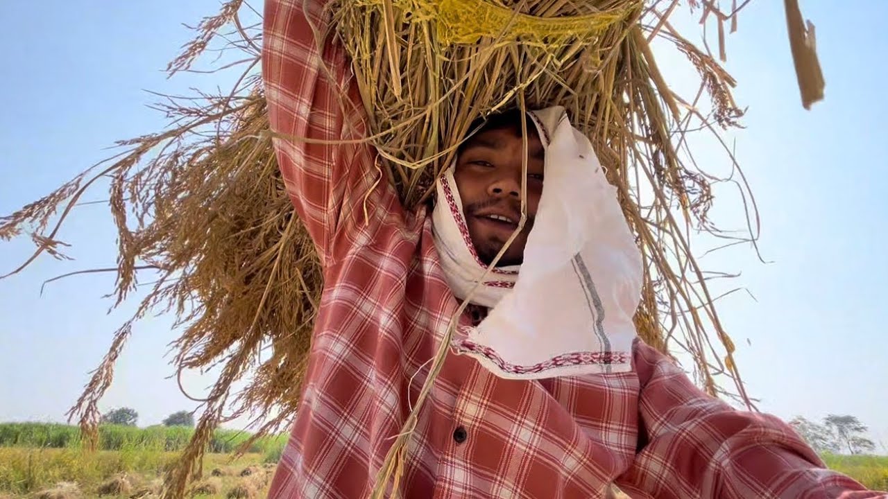 khet ka kam #khetibadi #dhankakam #kisanokijindagi #kisanbhai #gaon #gaonkijindagi #harshpushptode 