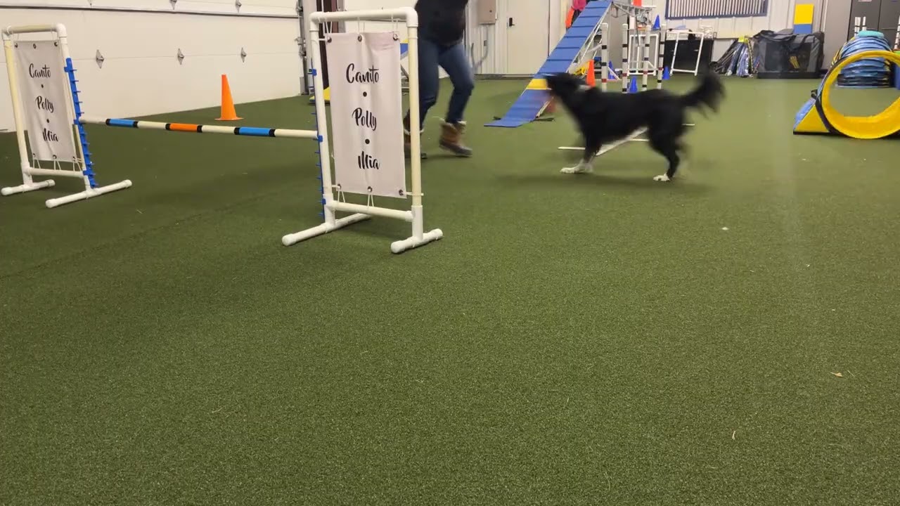Mia jump with tunnel turn into weave polls 02102026 v2