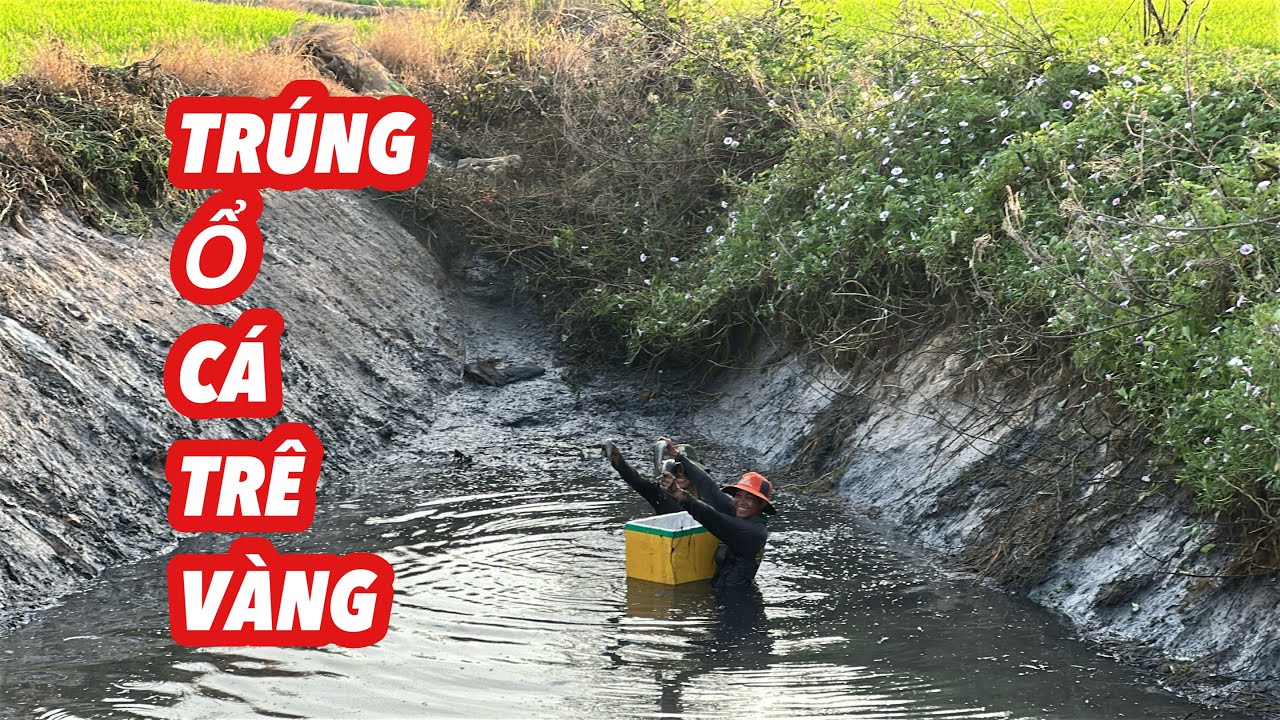 Đìa Cá Tam Giác • Quá Nhiều Cá Trê Vàng | Bông Lúa Đồng Tháp
