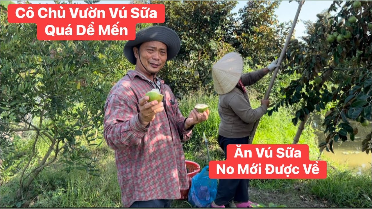Mê mẫn lòng người Vườn Vú Sữa trái chín mọng thơm ngọt ở Miền Tây 
