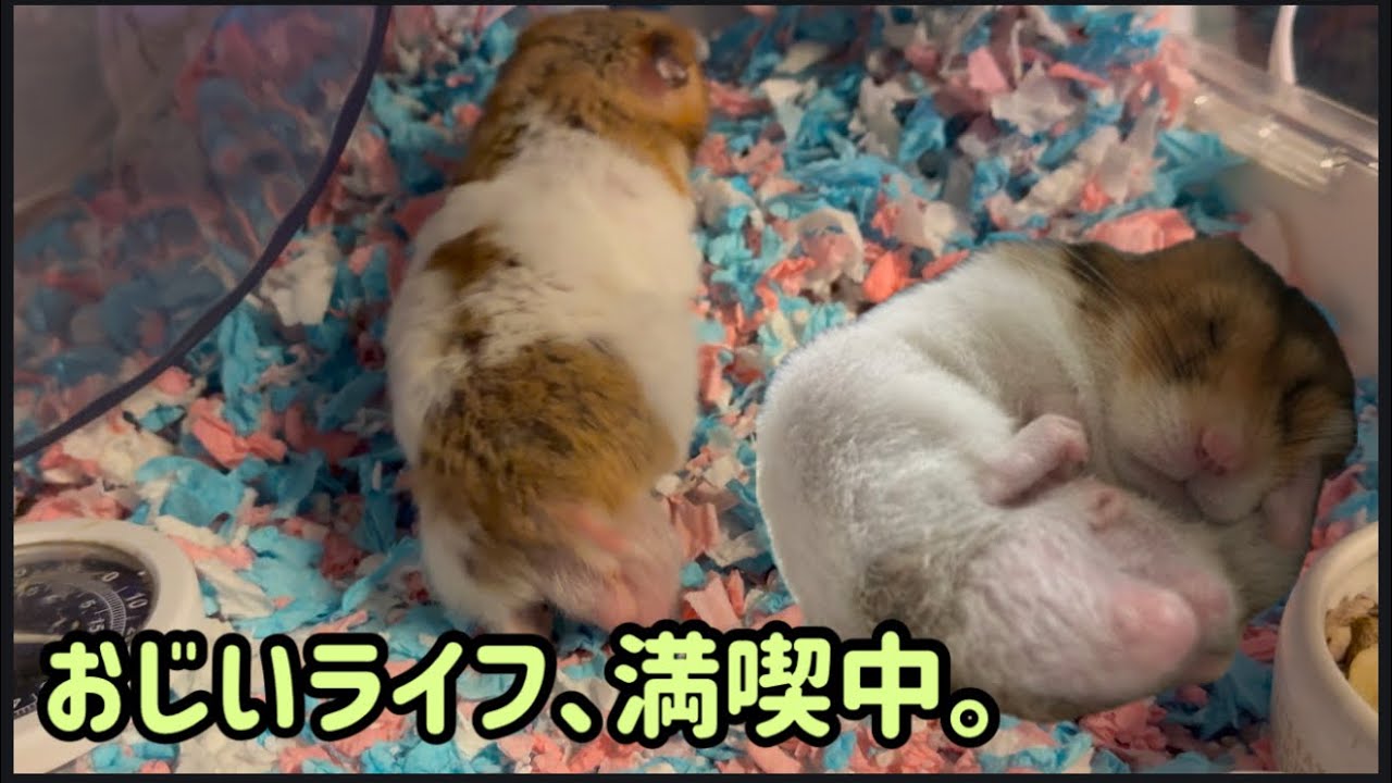 おじいしっぽの、自由で穏やかな日常。Grandpa Shippo’s calm and free daily life.