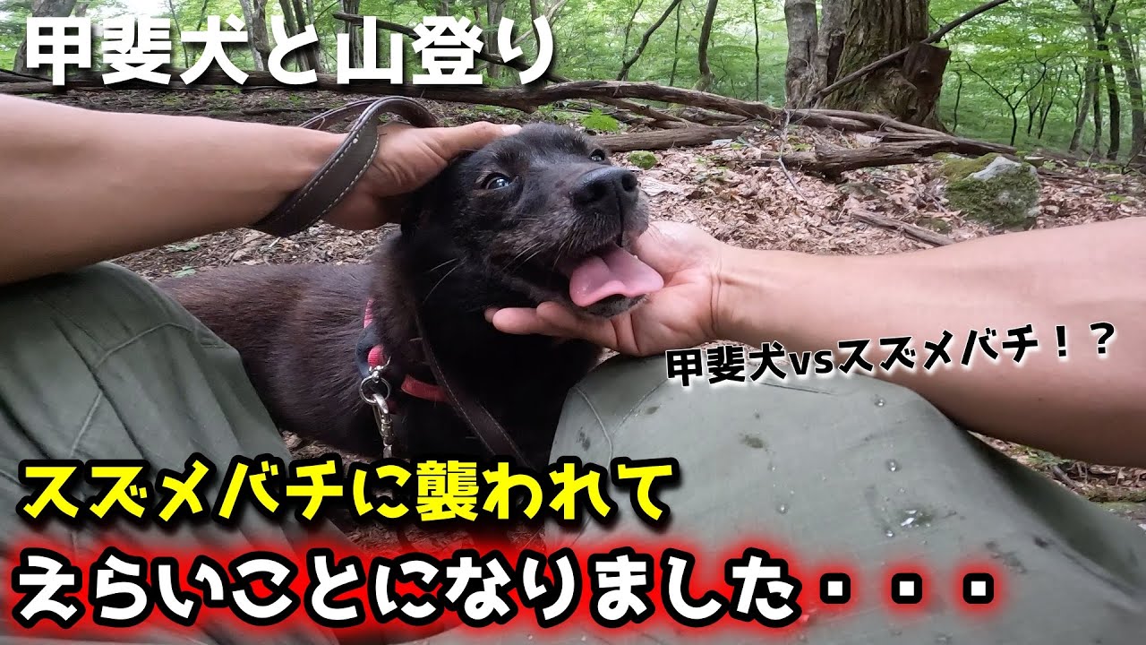 甲斐犬と山登りしてたらスズメバチに襲われてえらいことになった【甲斐犬と登山：瑞垣山編　最終話】