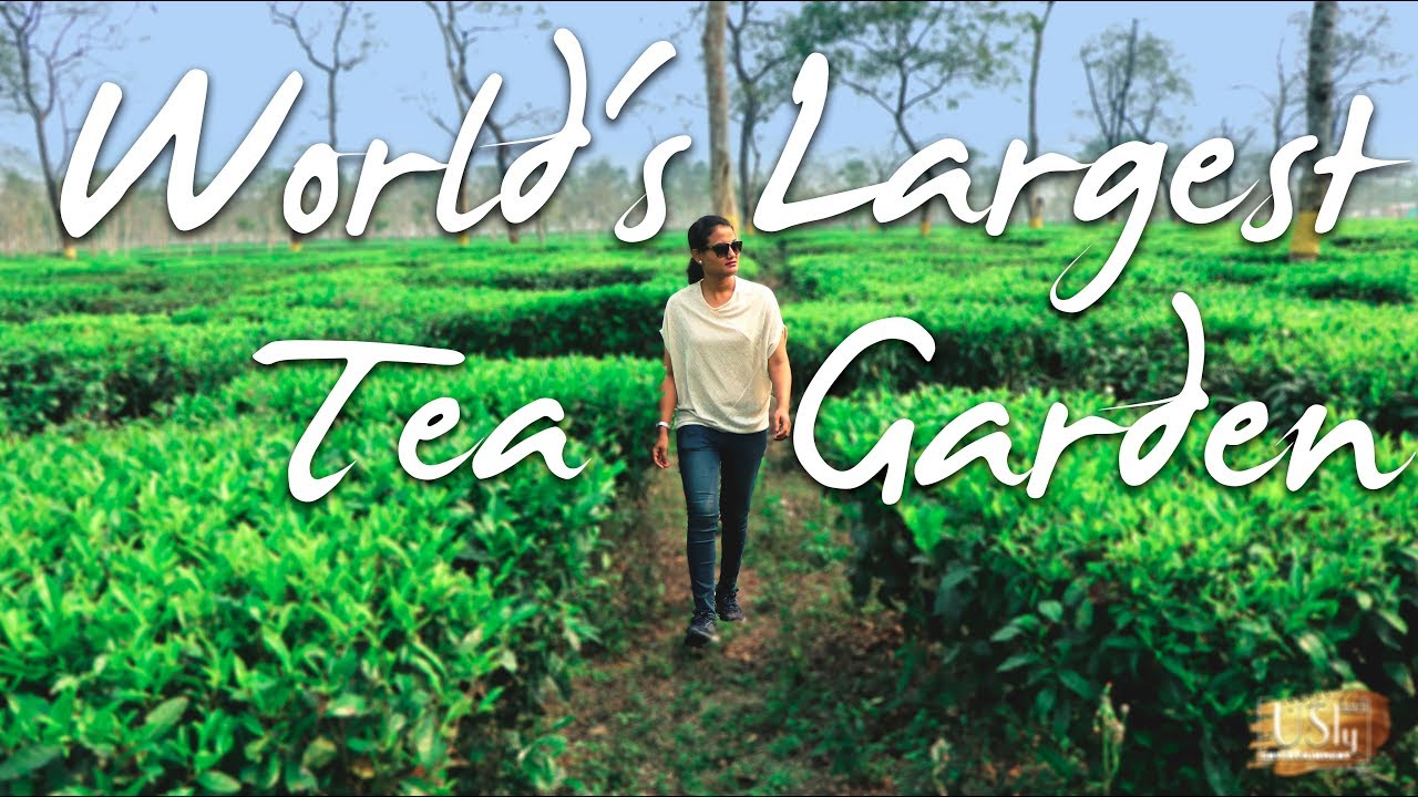World's Largest Tea Gardens | Assam | Ronald's Photography