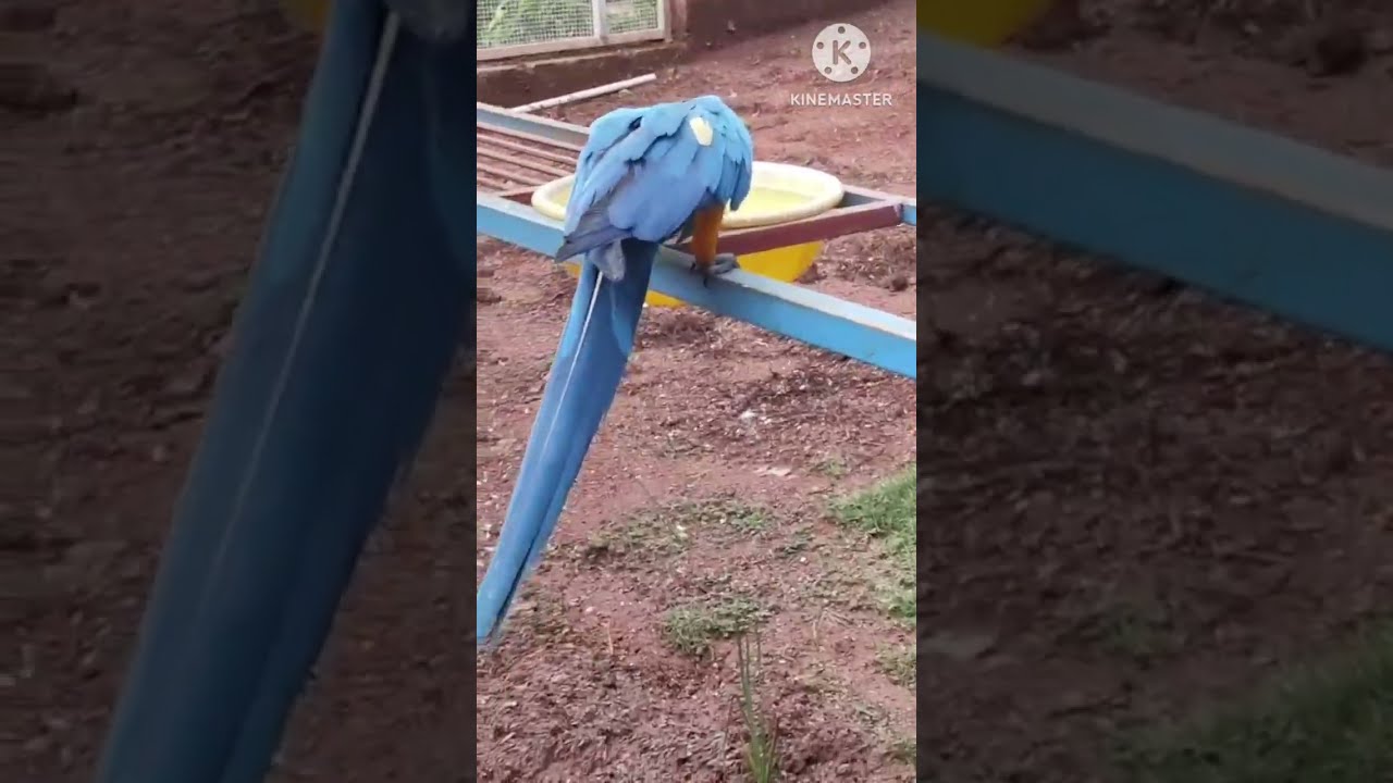 🐦🐦🦜 colourful birds making friends with me 😀 🤗?#cloudforestpark# birds# macaws # trending 