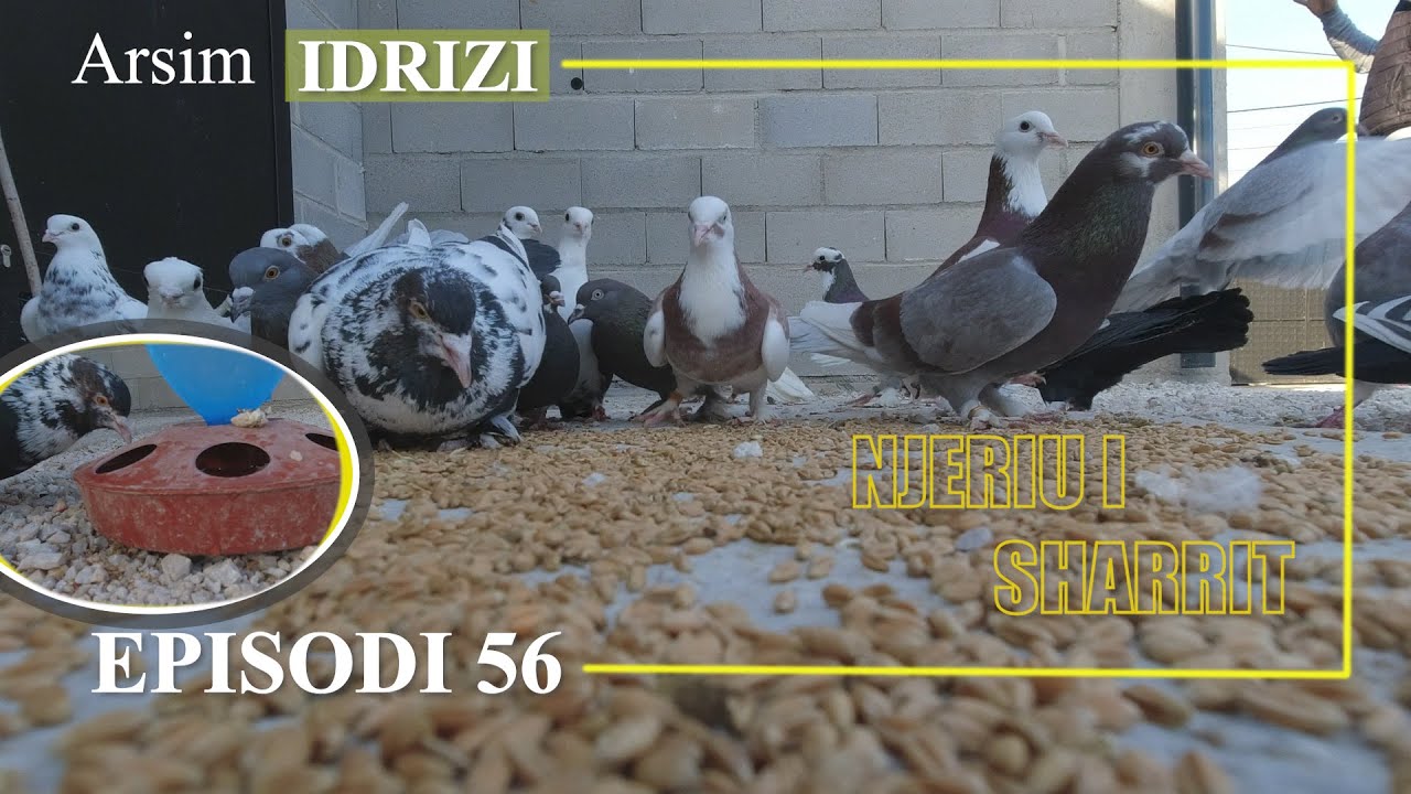 NJERIU I SHARRIT - 56. Ndoshta Sporti Më i Vjetër në Botë: Pëllumbat