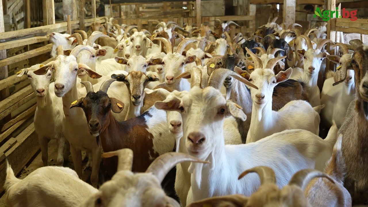 Иванка Климова: В нашите продукти има само мляко и любов