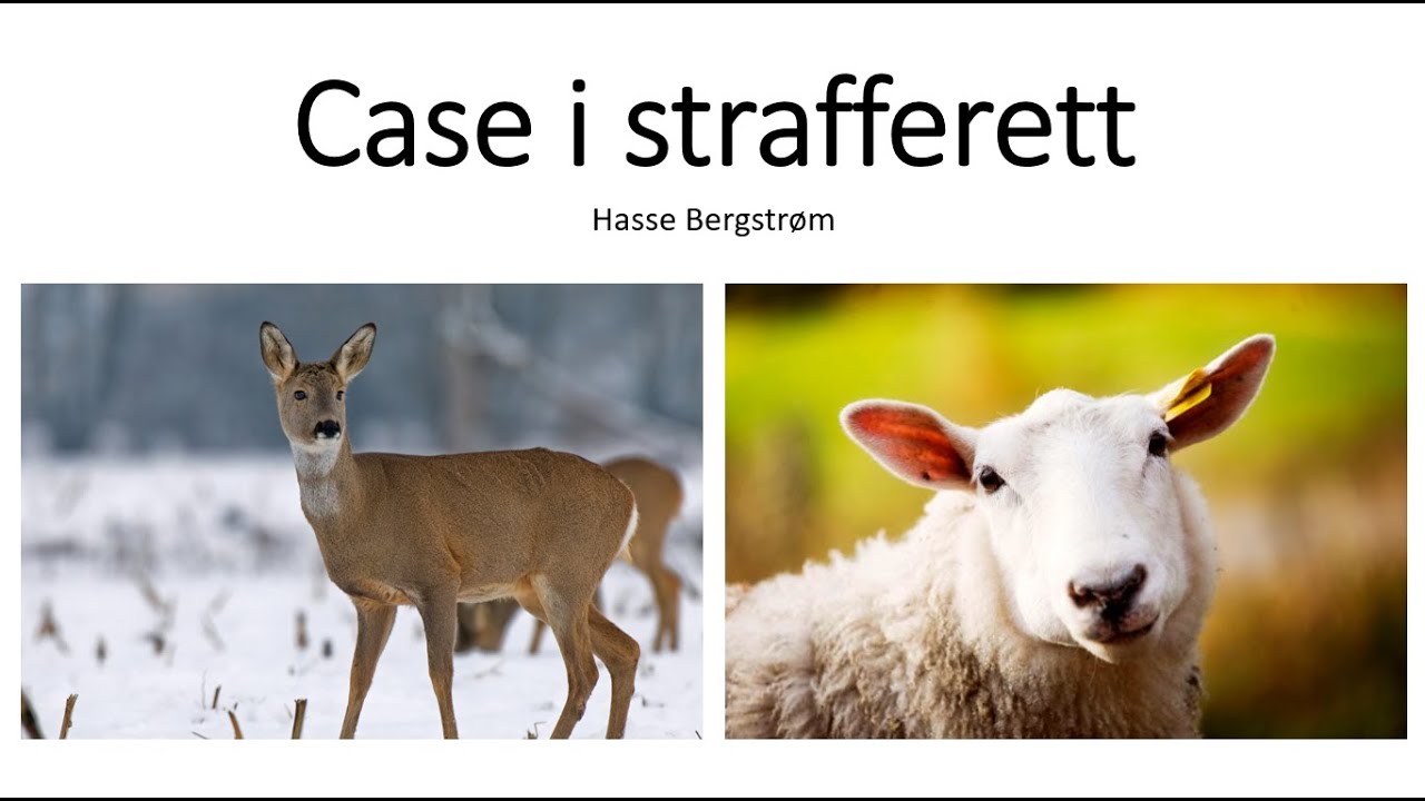 Strafferett: Case om vinningskriminalitet fra Hasse Bergstrøm
