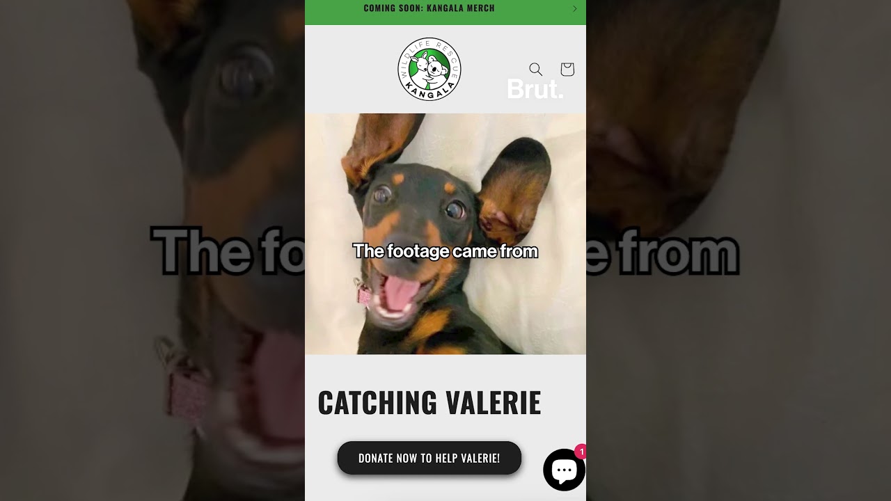 A miniature dachshund named Valerie has survived 500 days alone on Kangaroo Island.