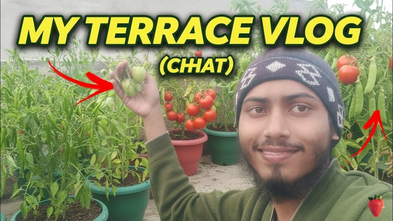 My Terrace unique Vlog || Chhat Par Hari Bhari Zindagi 🌱 #vlog #villagelifestyle #niyazattari26
