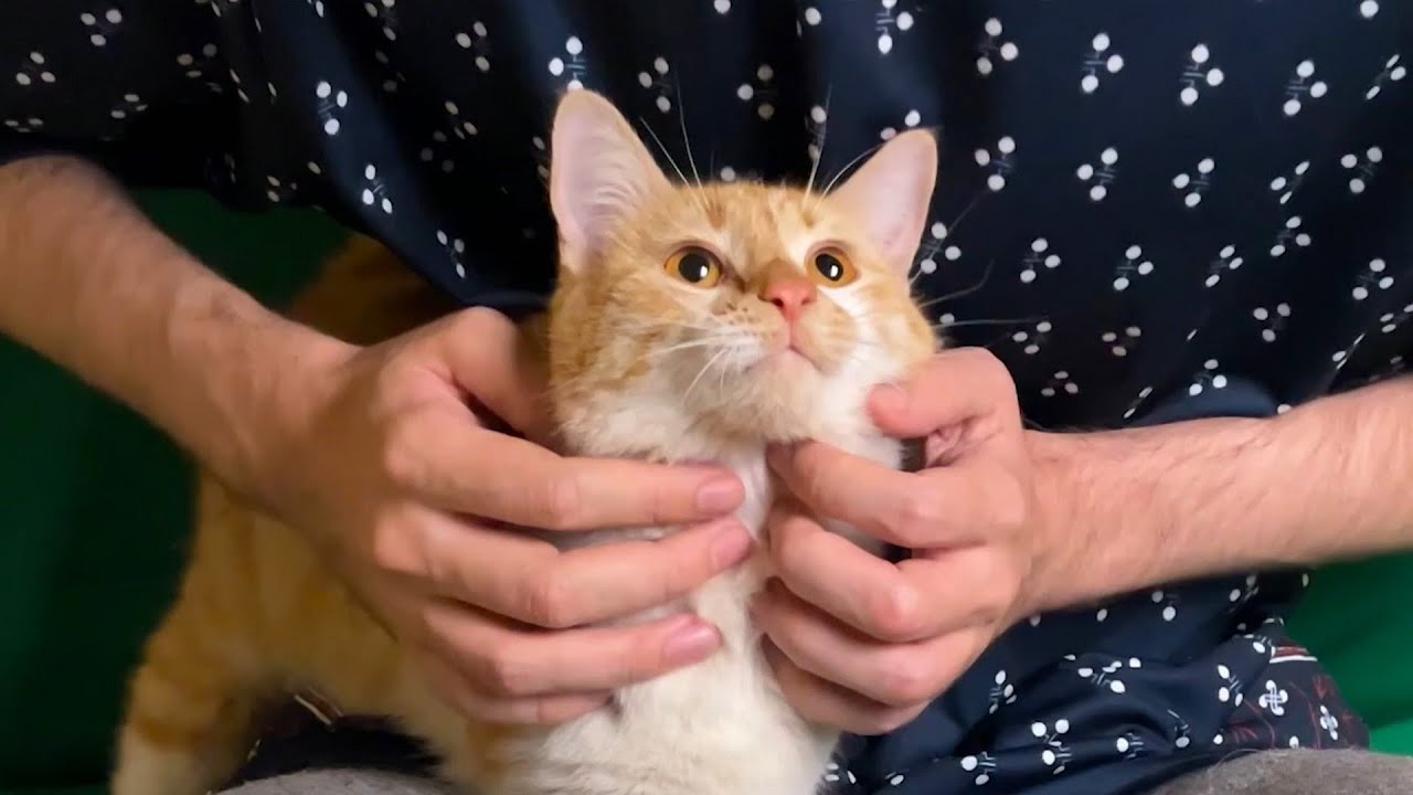 Orange Cat Wants to Sleep on Your Knees (Purring, Real ASMR, Not AI)
