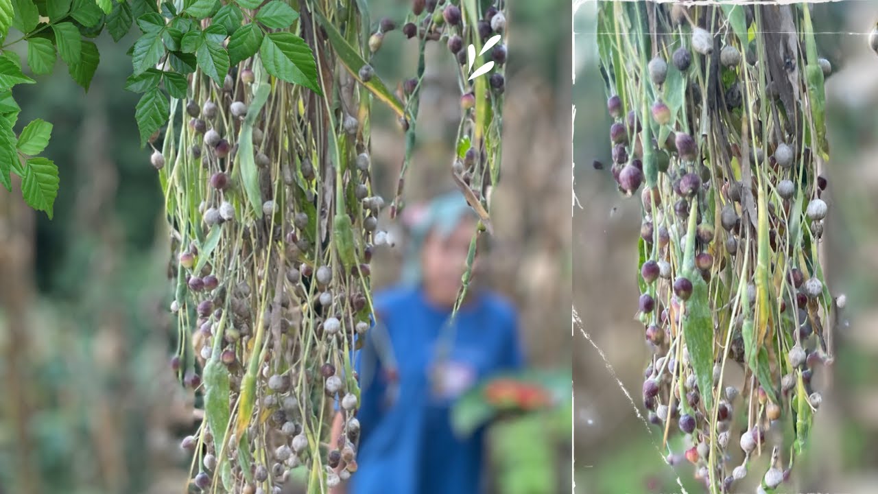 How to stop Job's Tears Plant from falling over # Staking for Maximum Protection