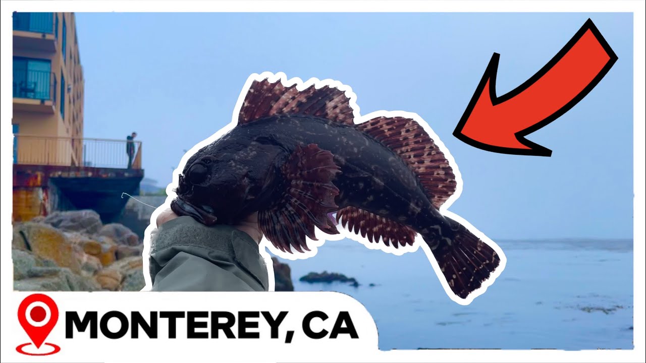 MASTERING Monterey ROCK Fishing! BITE WAS INSANE :000, 15+ Fish Caught!