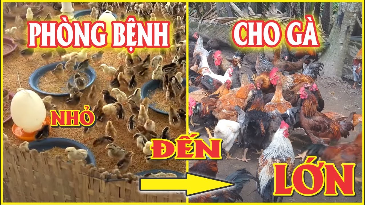 CÁCH PHÒNG BỆNH CHO GÀ THEO TỪNG GIAI ĐOẠN TỪ NHỎ ĐẾN LỚN