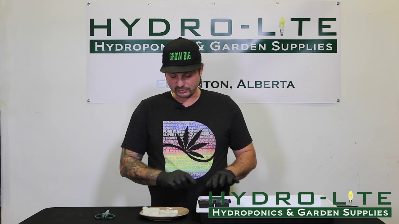 #8 Placing your Seeds in Rapid Rooters - Hydro-lite Hydroponics